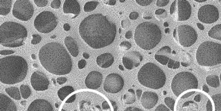 Electron micrograph of the 5-FU-loaded lower layer before it was sealed: a honeycomb of large pores.